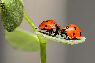 Zwei Marienkäfer auf grünem Blatt